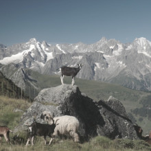 La saison du lait de chèvre est de retour.