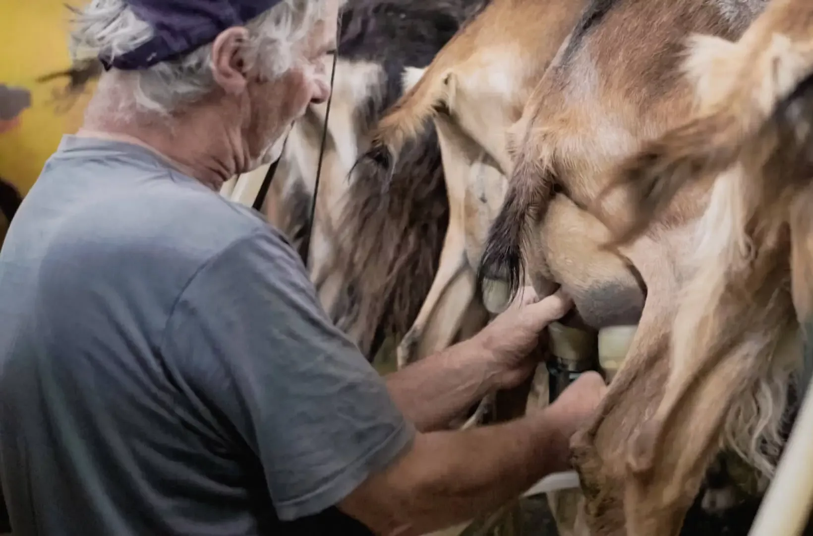 Daniel Beuret, Landwirt beim Melken seiner Ziegen, bevor er die Milch an die Fromagerie de Martigny liefert